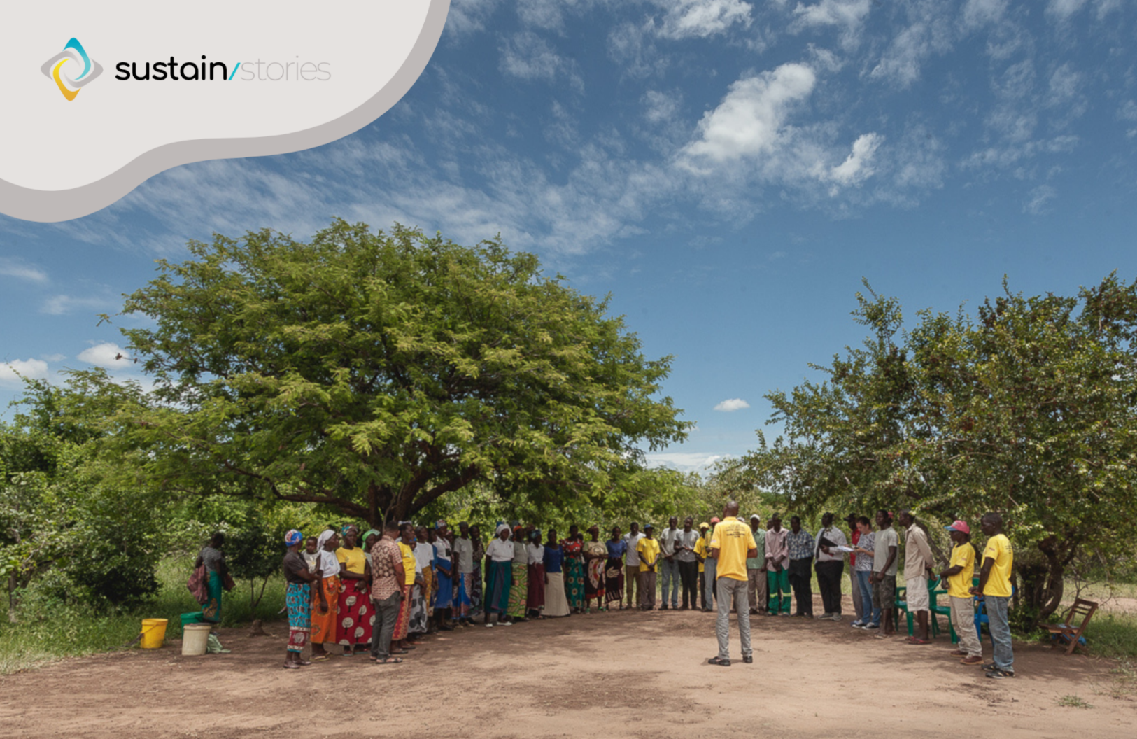 under the mango tree