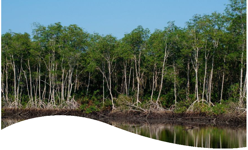 Infraestructura Natural: Oportunidades para optimizar la gestión de sistemas hídricos