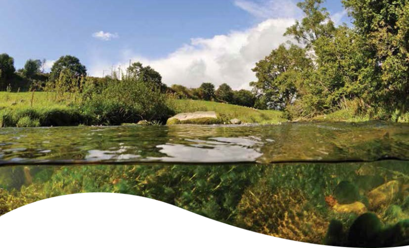 River restoration and biodiversity